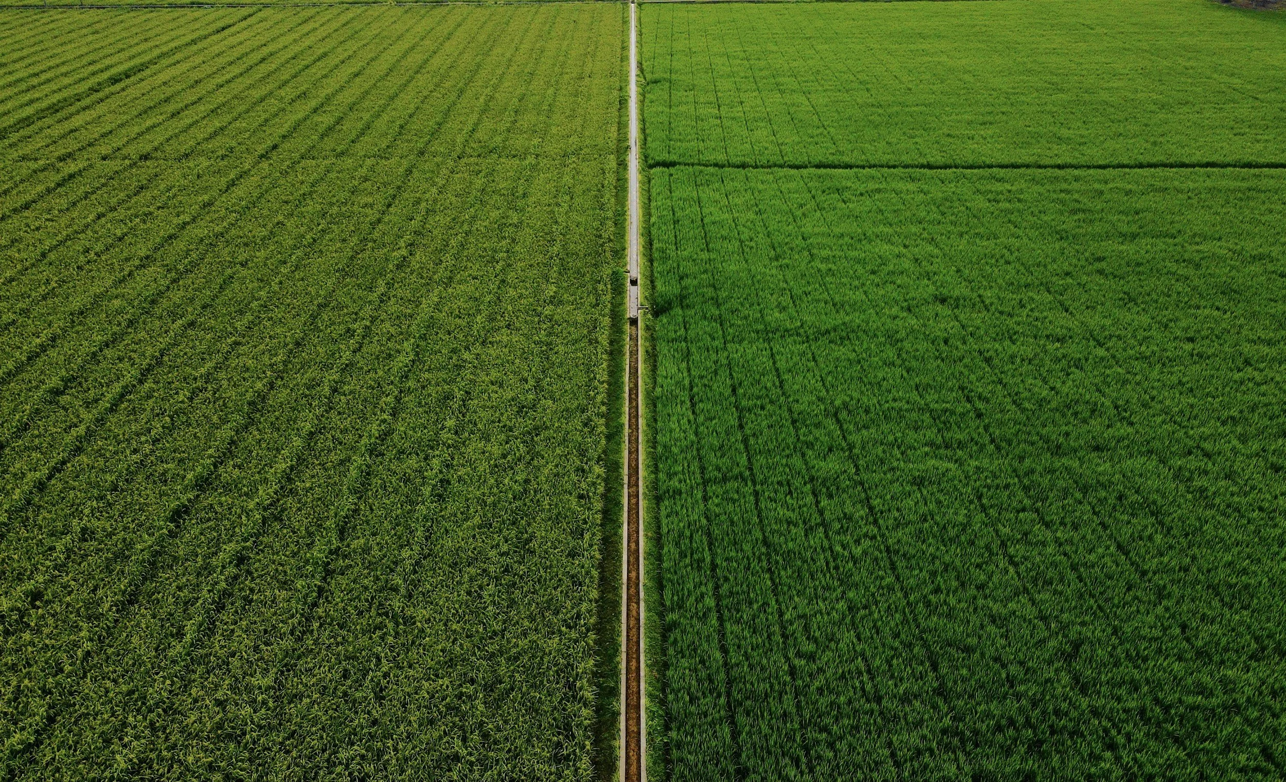 Aerial view of a railway track dividing two large green agricultural fields, with crops growing on each side.