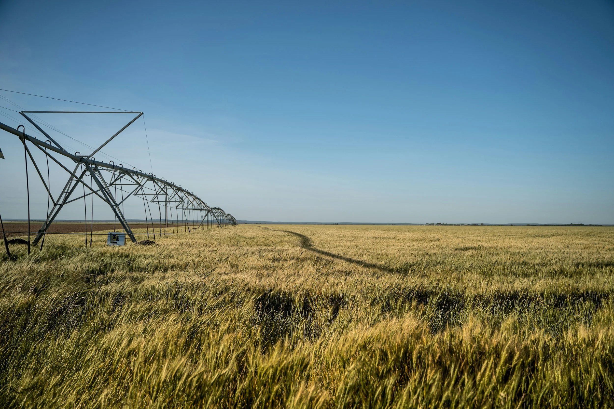 Wide view of a farmland with yellow crops and a clear blue sky, featuring power lines and structures extending across the field.