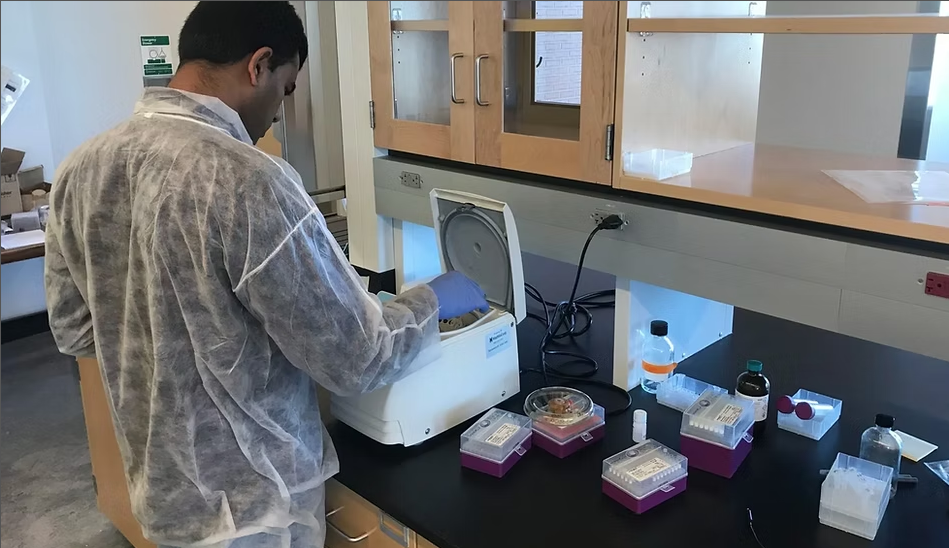 A scientist in a lab coat working with laboratory equipment on a black countertop, with shelves above holding glassware and supplies.