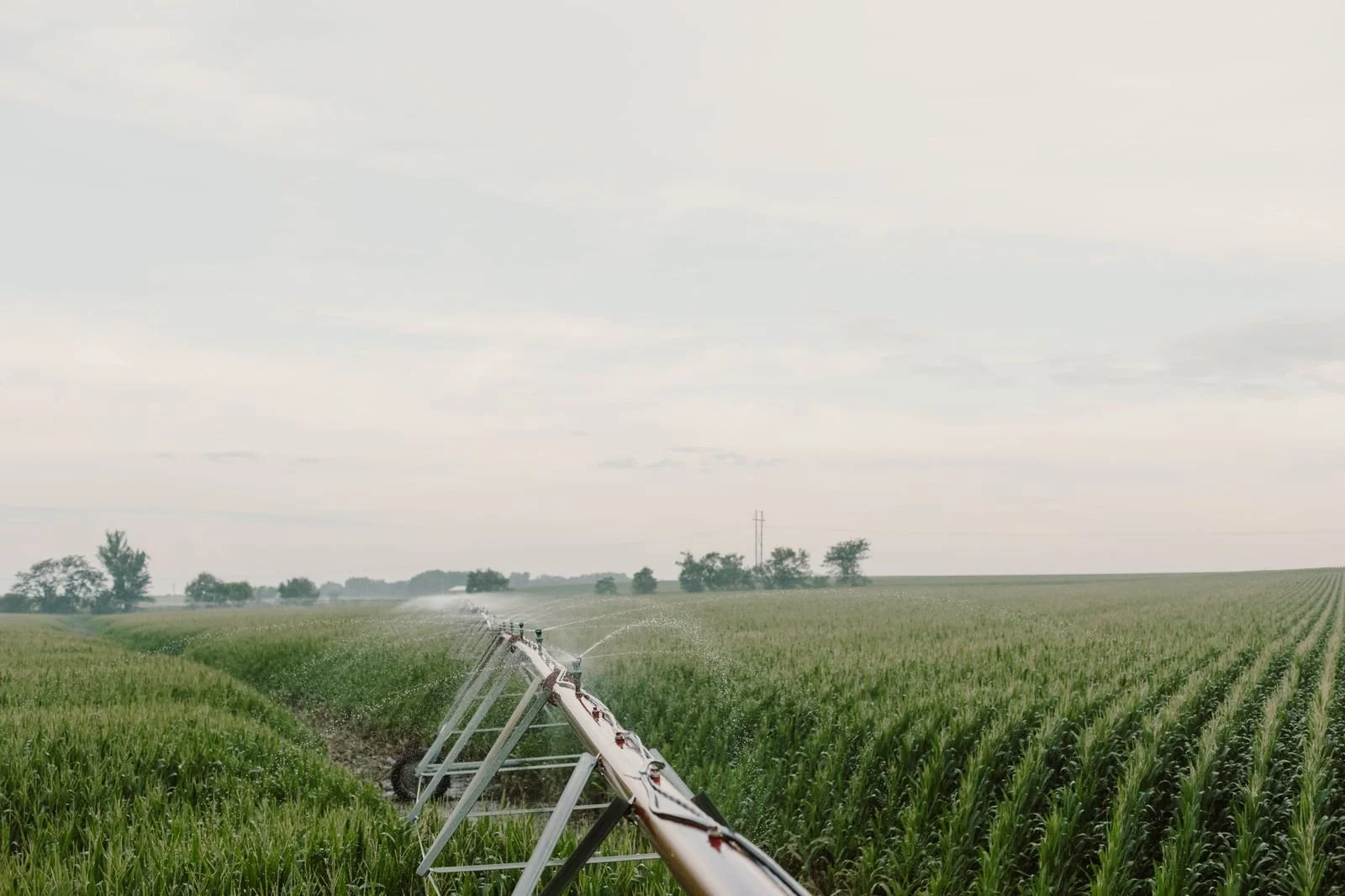 A sprinkler irrigates a field of green crops under a cloudy sky.