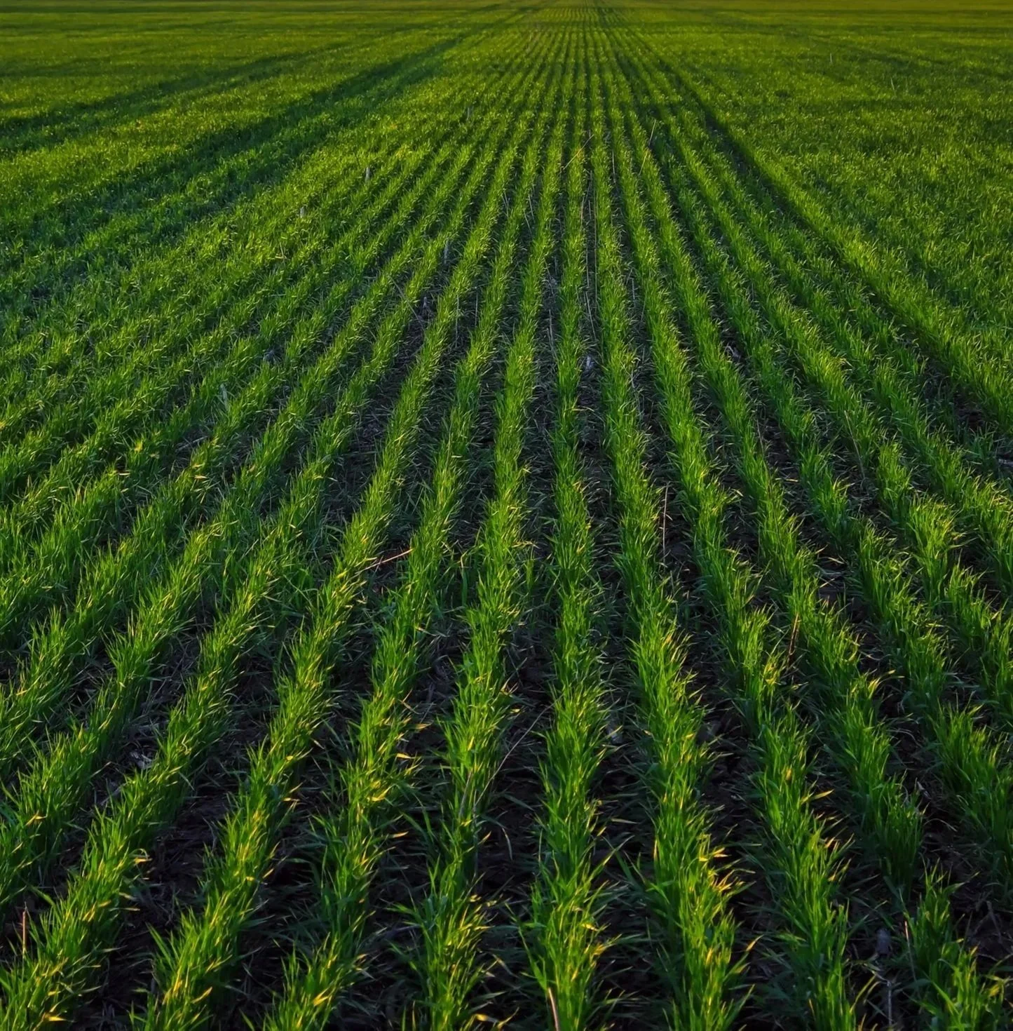 Green crops growing in rows in a field at sunrise or sunset.