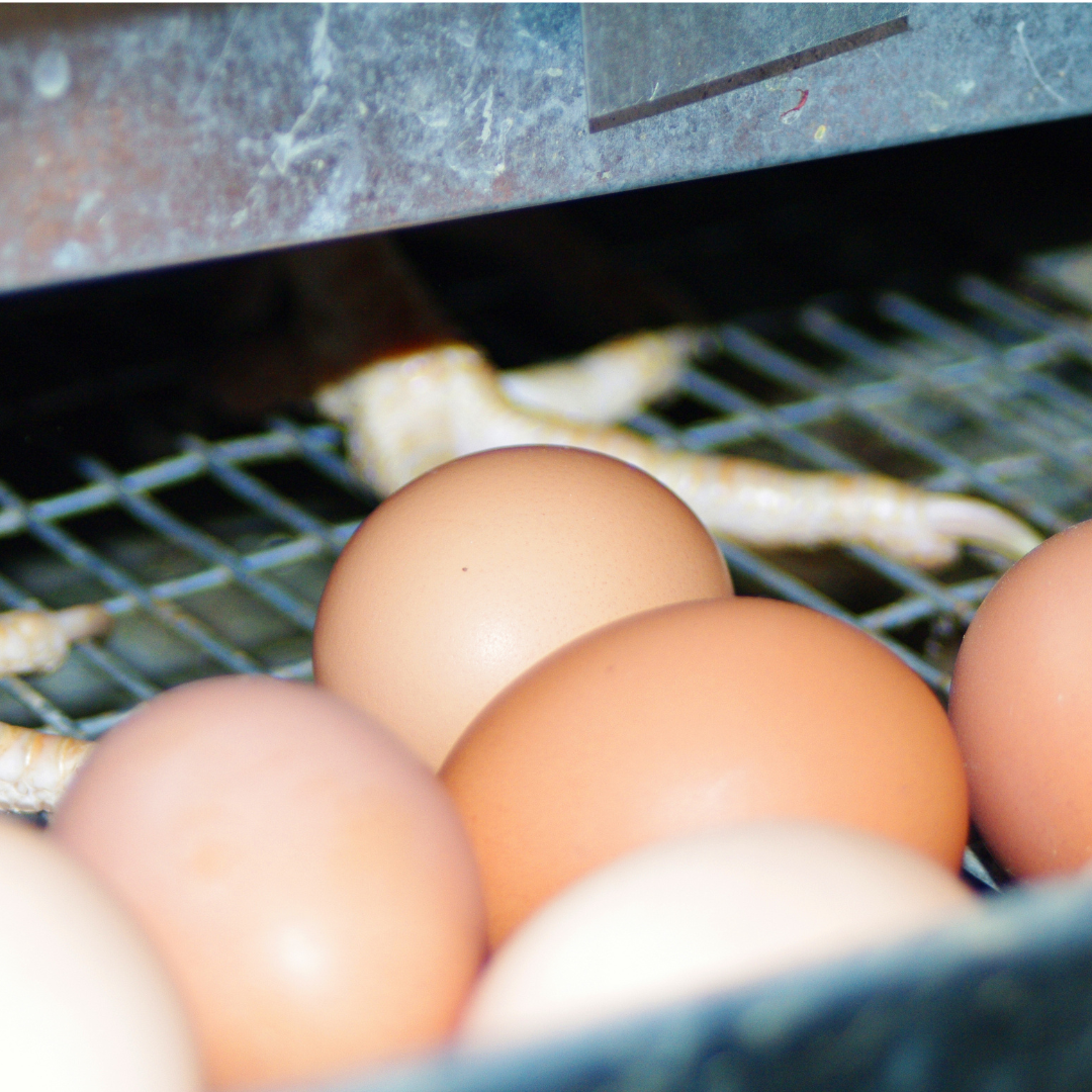 Several brown eggs in a metal cage, with a rusty grill underneath.