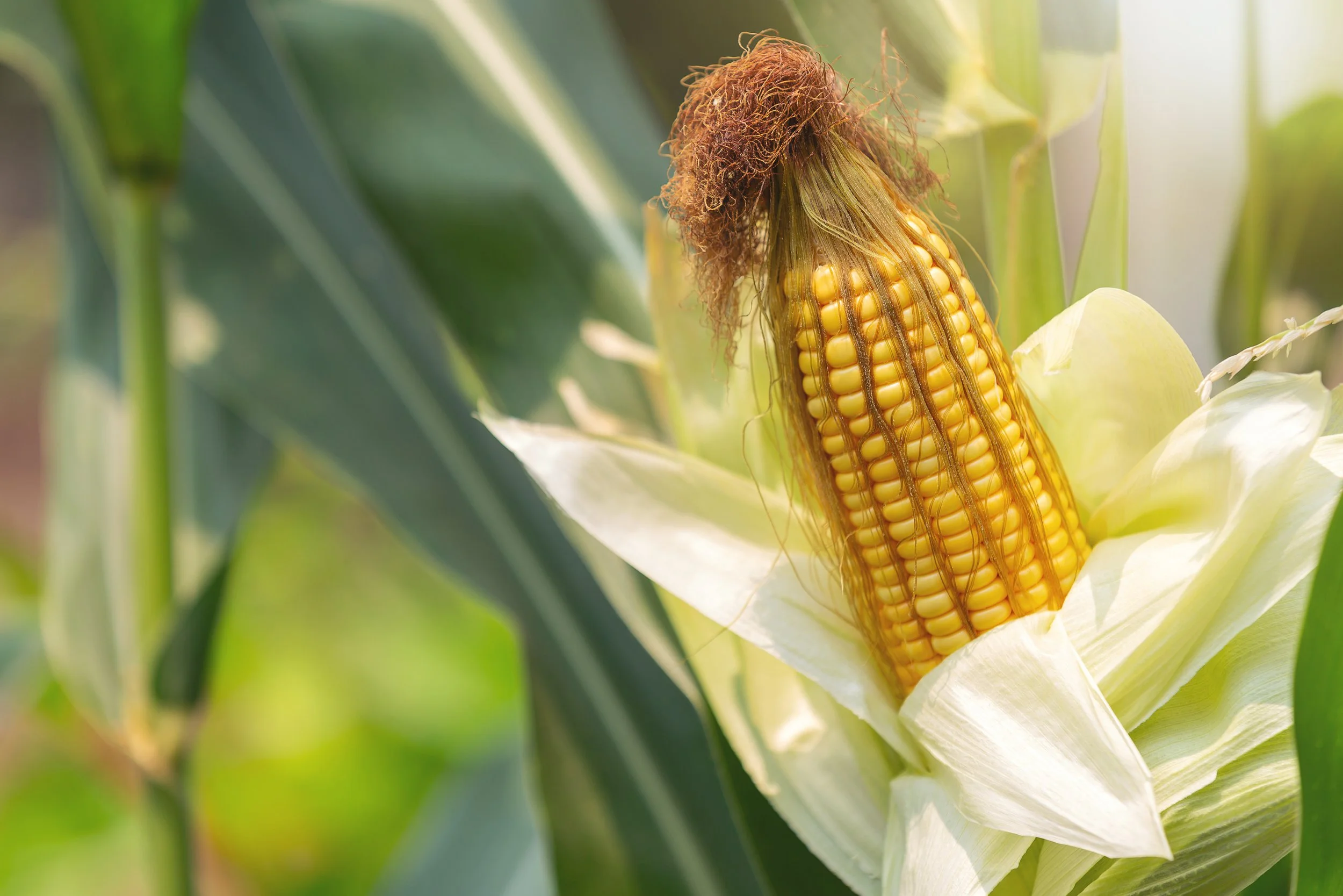 Close-up of an ear of corn on the cob with yellow kernels, partially covered by green leaves.
