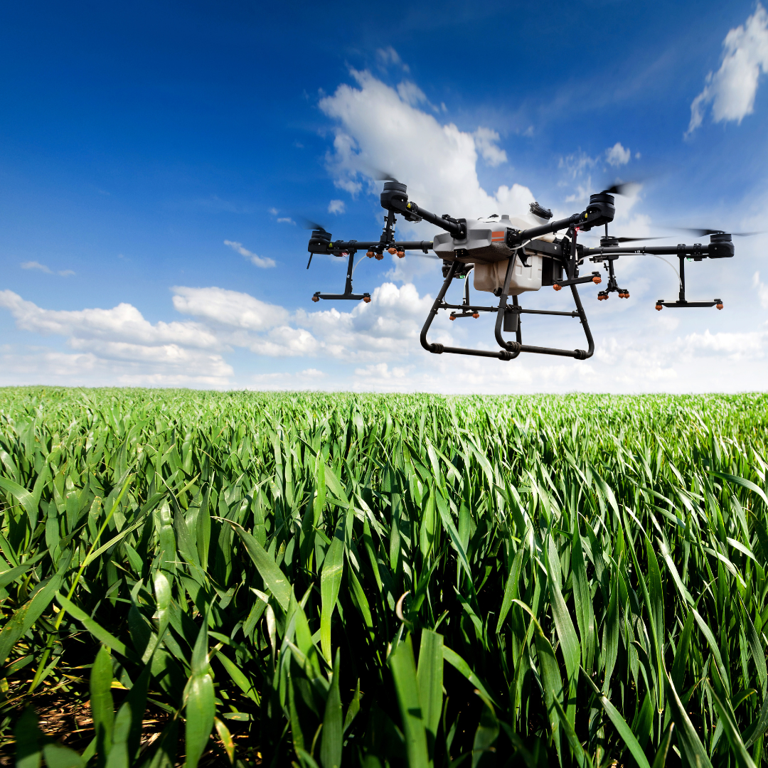 A drone flying over a green cornfield under a blue sky with scattered clouds.