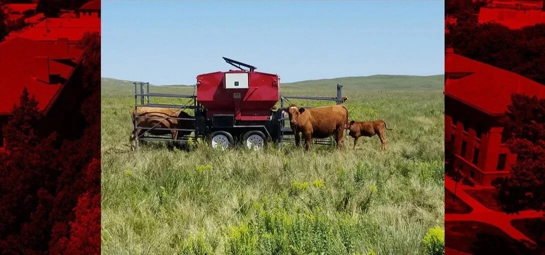 A mobile livestock grazing robot with cows and a calf in a grassy field.