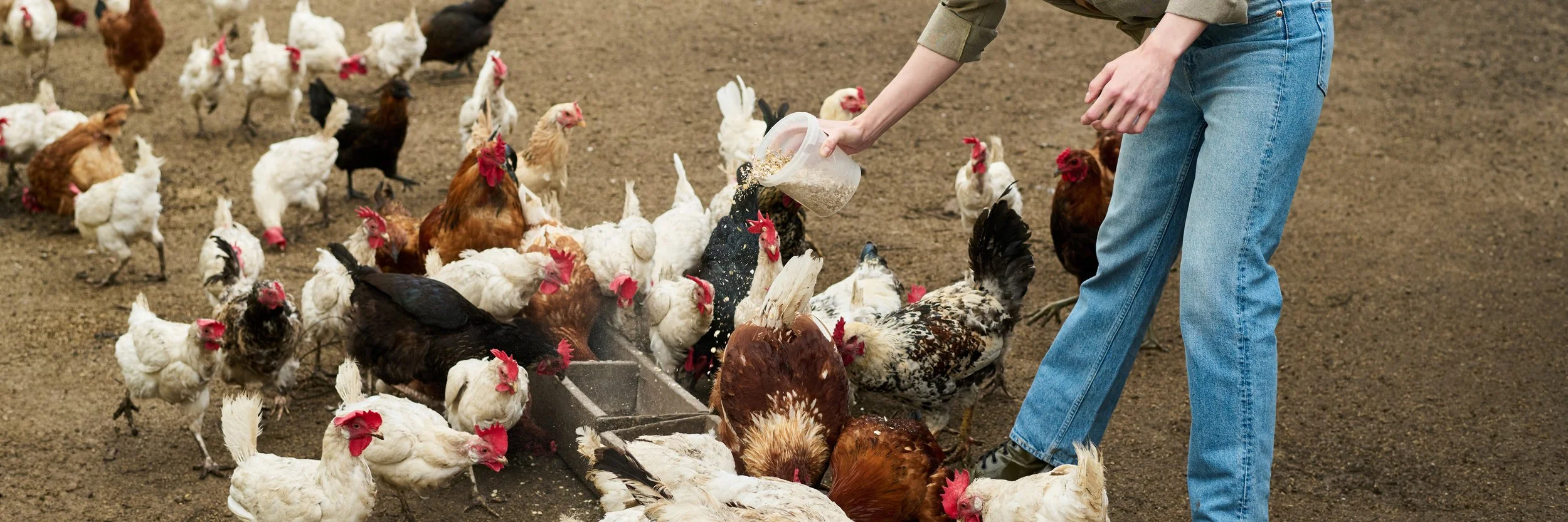 Person in blue jeans and a green shirt feeding chickens in a dirt yard.