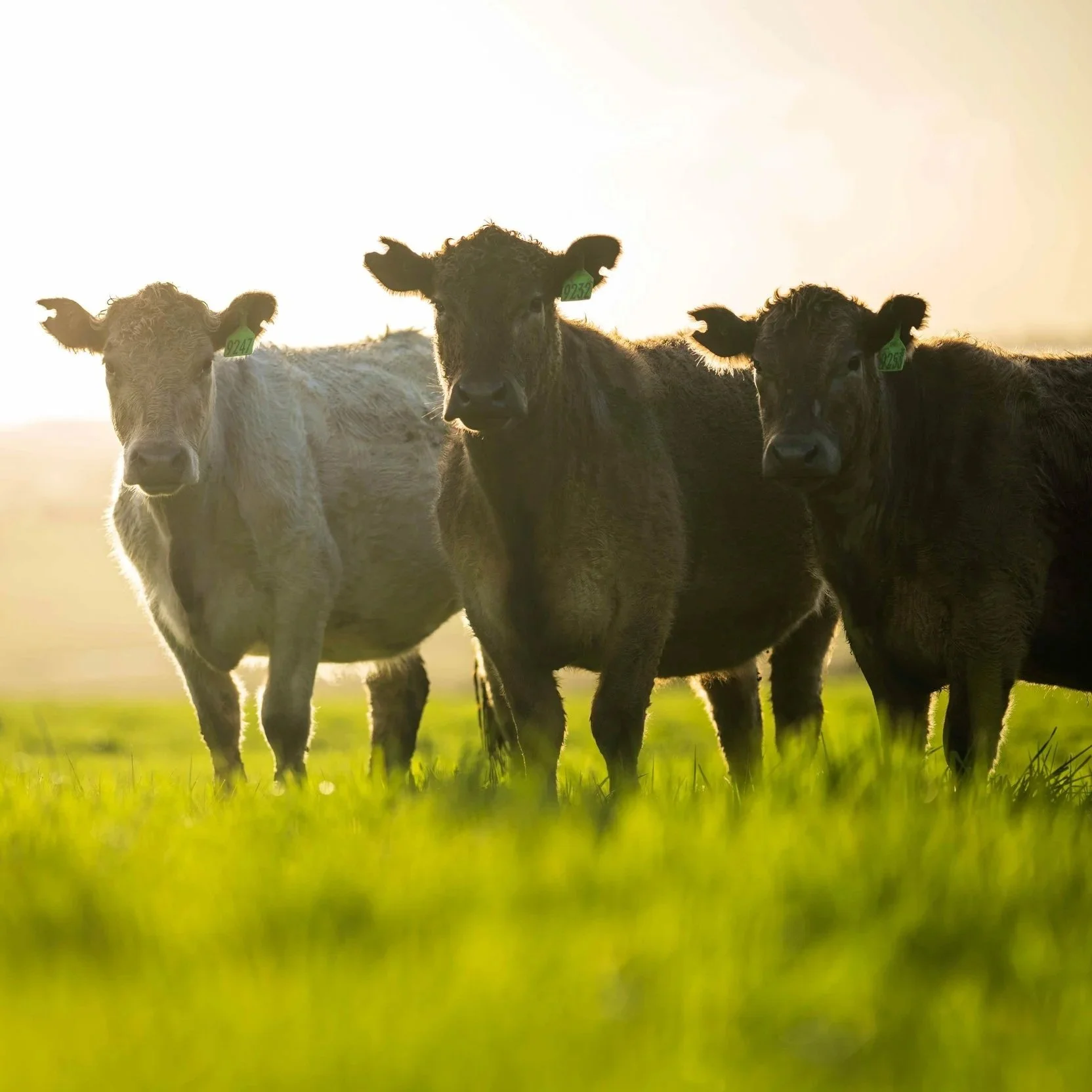 Three cows standing on a grassy field during sunset or sunrise.