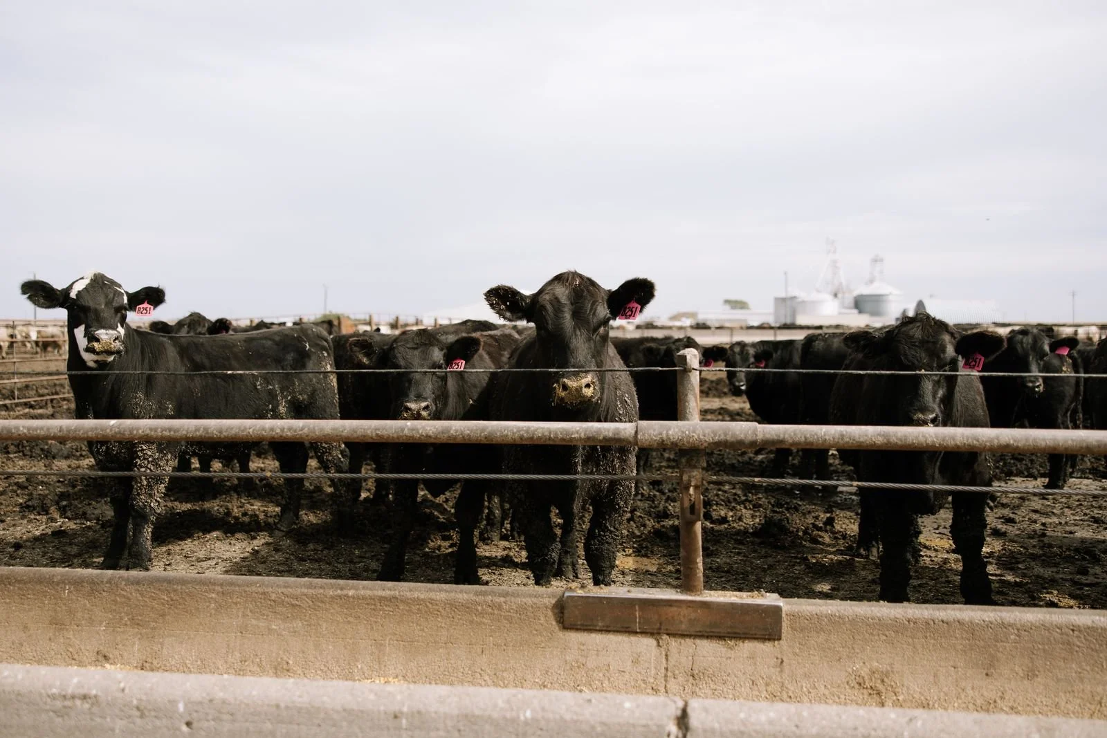 Black cows behind a metal fence on a farm, muddy ground, with industrial structures in the background.