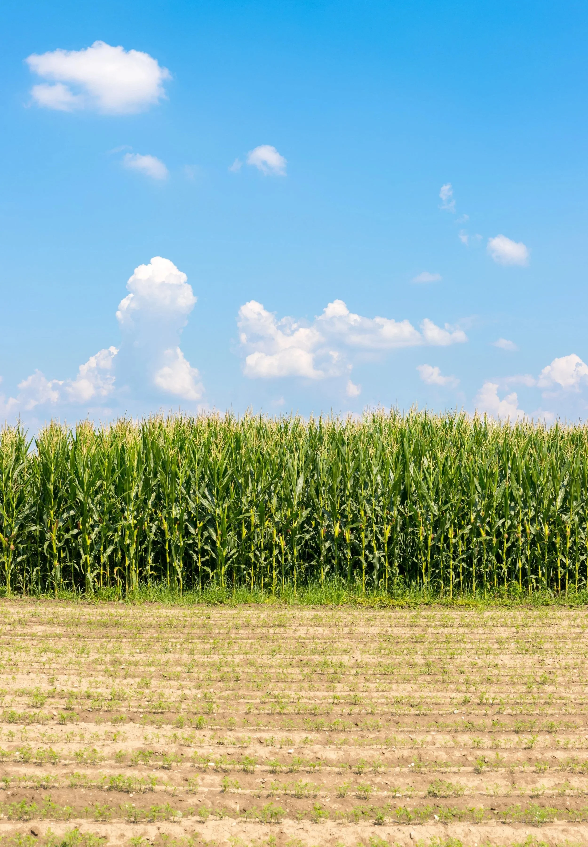 A cornfield with tall green cornstalks on one side and a plowed field with small green plants on the other, under a blue sky with scattered white clouds.
