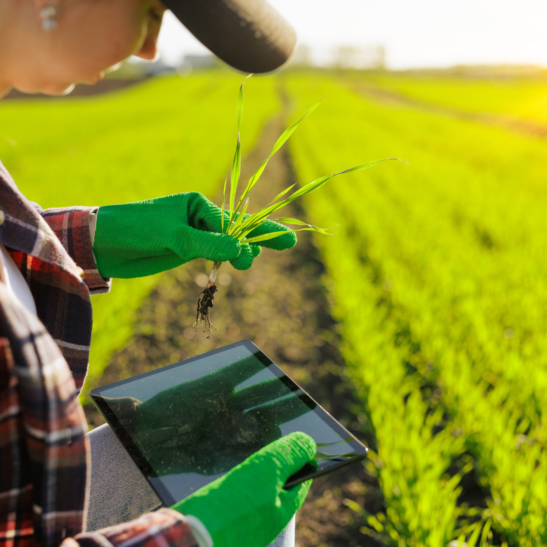 A farmer wearing green gloves and a plaid shirt examining a young plant in a field during sunset, using a tablet to record data.