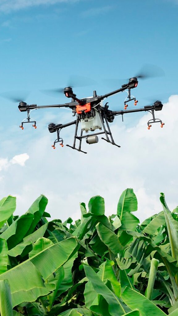 A drone flying over a field of green banana plants.