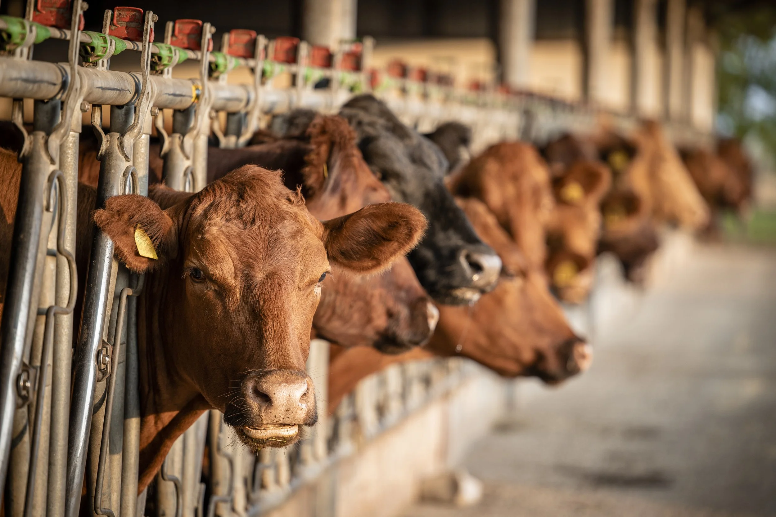 Brown-cows-in-feedlot
