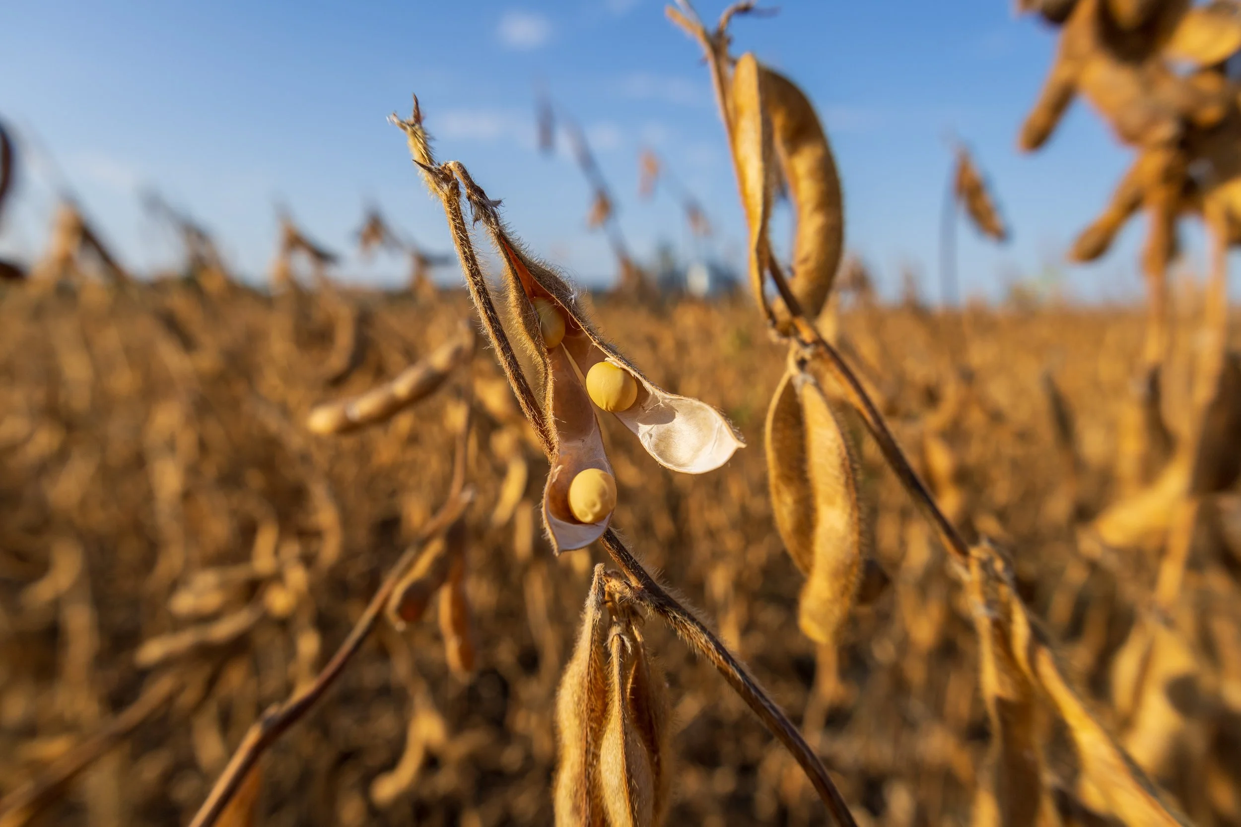 Close-up of soybean pods on a soybean plant in a field during daytime with clear sky