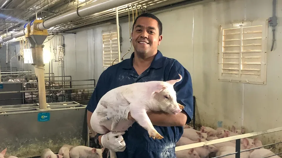 Innovative robot aims to boost nursery pig health