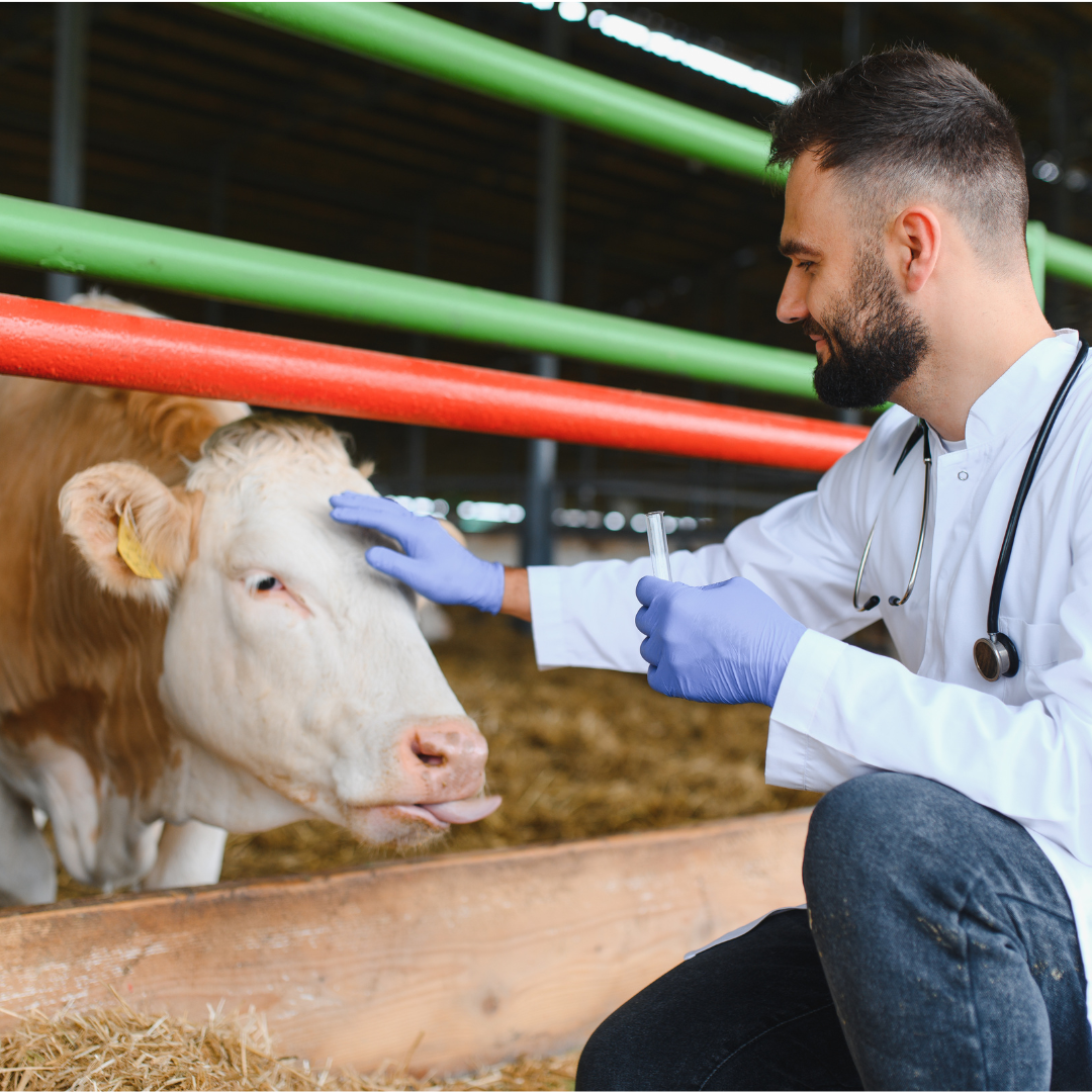 A veterinarian in a white coat with a stethoscope and purple gloves examining a cow with a syringe in a barn.