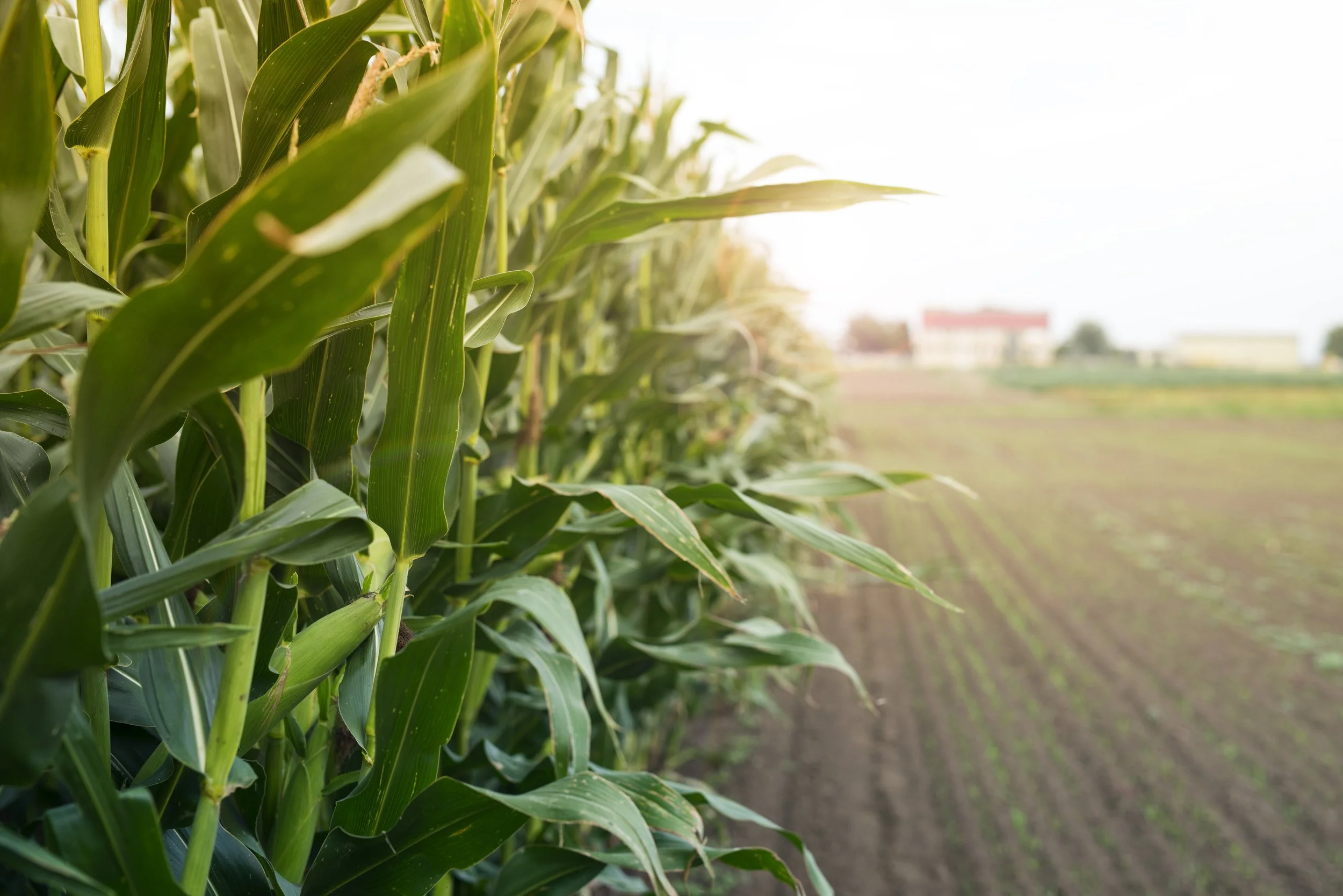 A field of green corn plants with tall stalks and leaves, extending into the distance under a partly cloudy sky, with some buildings visible on the horizon.