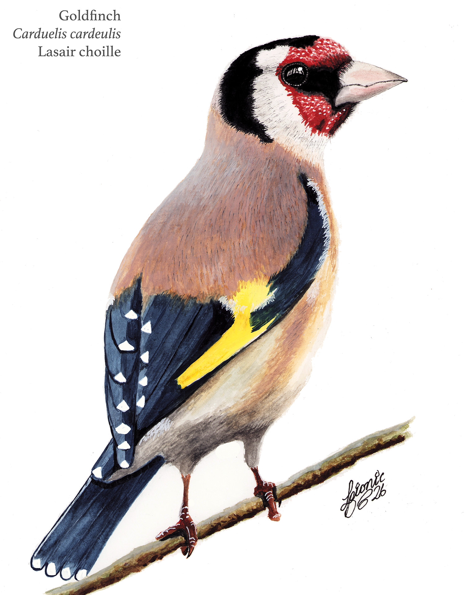 Goldfinch