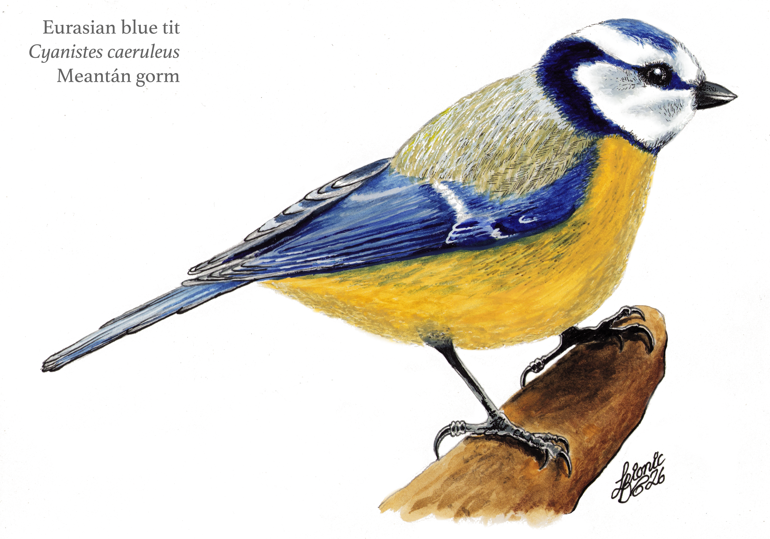Blue Tit