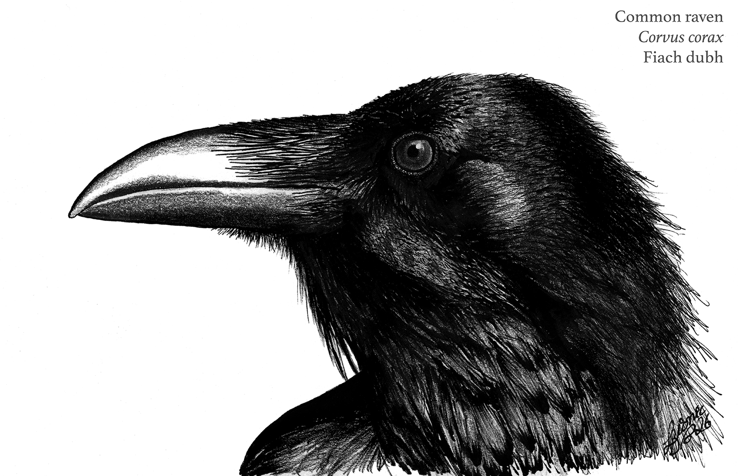 Raven