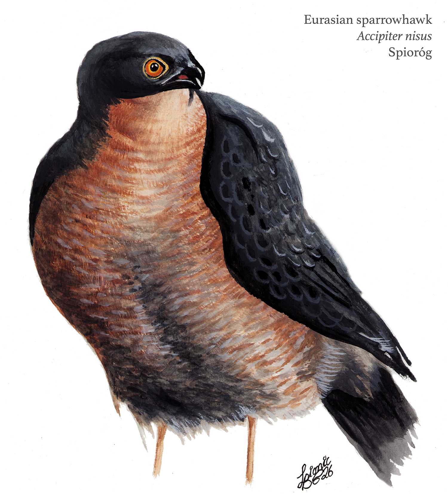 Sparrowhawk