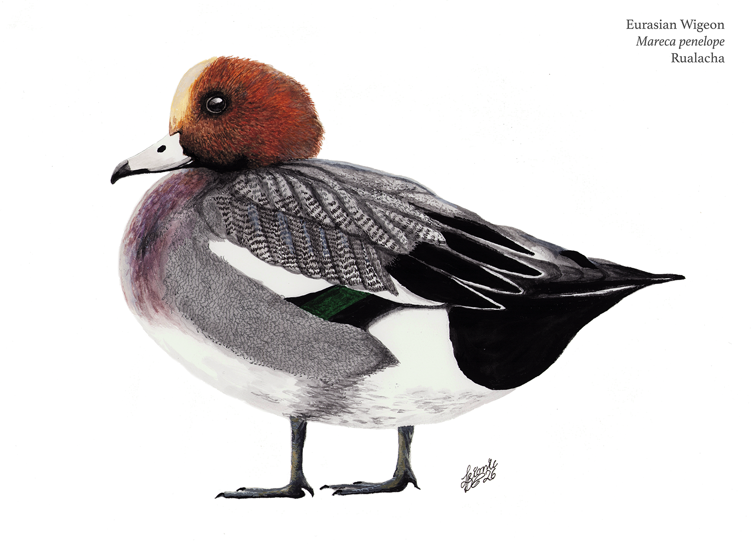 Wigeon