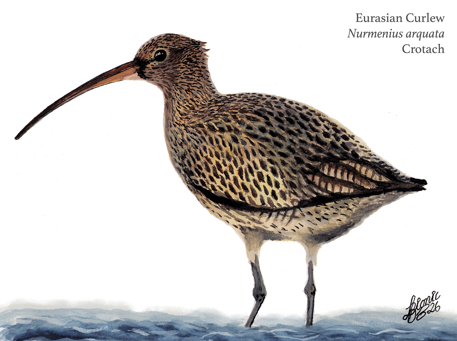 Curlew
