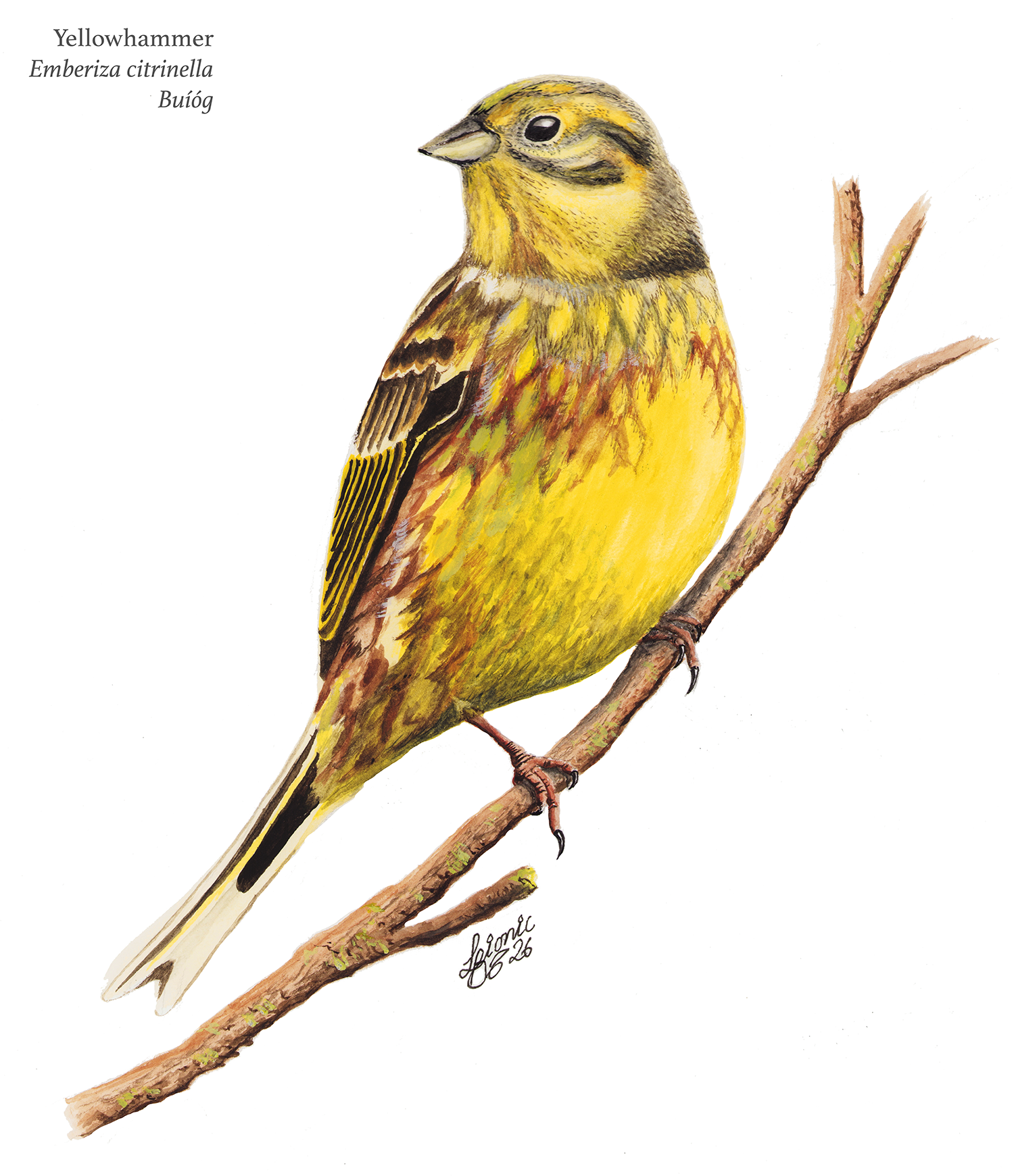 Yellowhammer