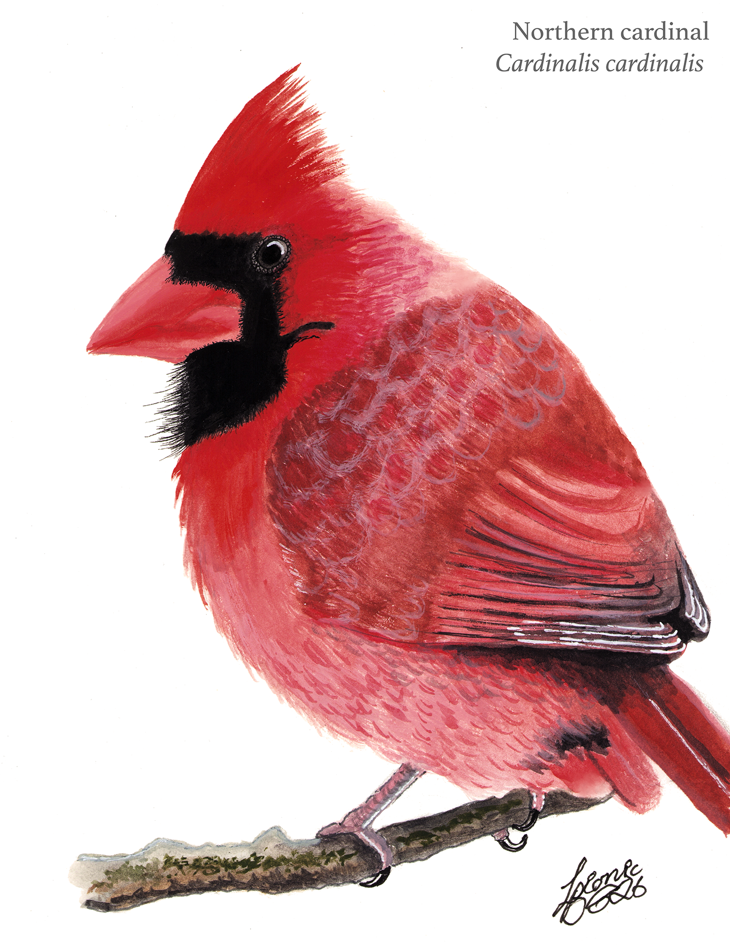 Cardinal
