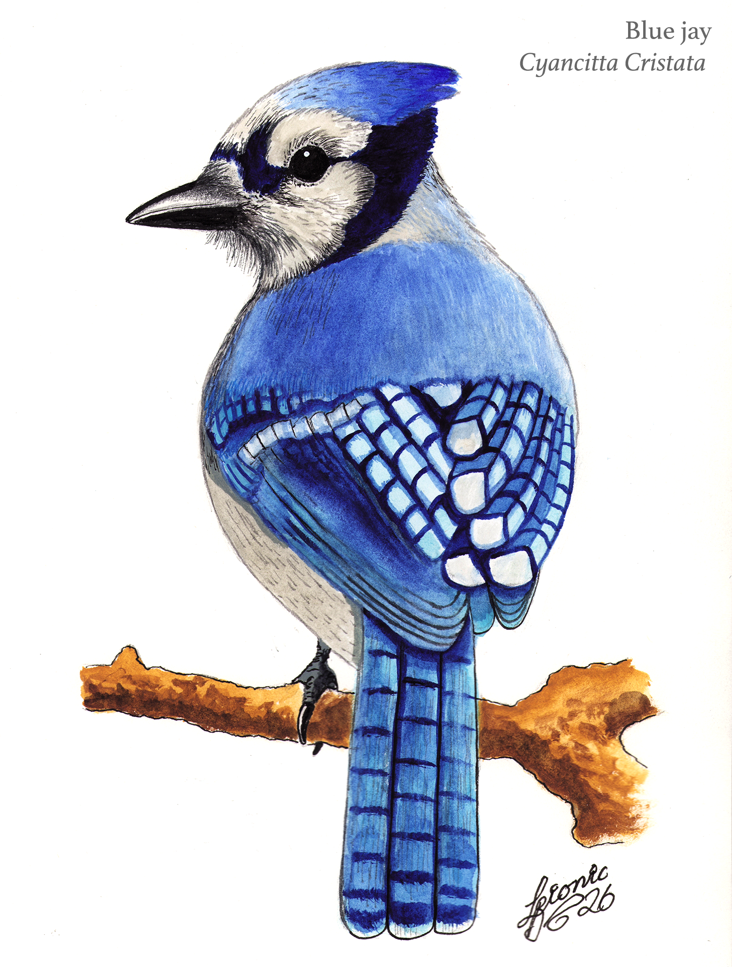 Blue Jay
