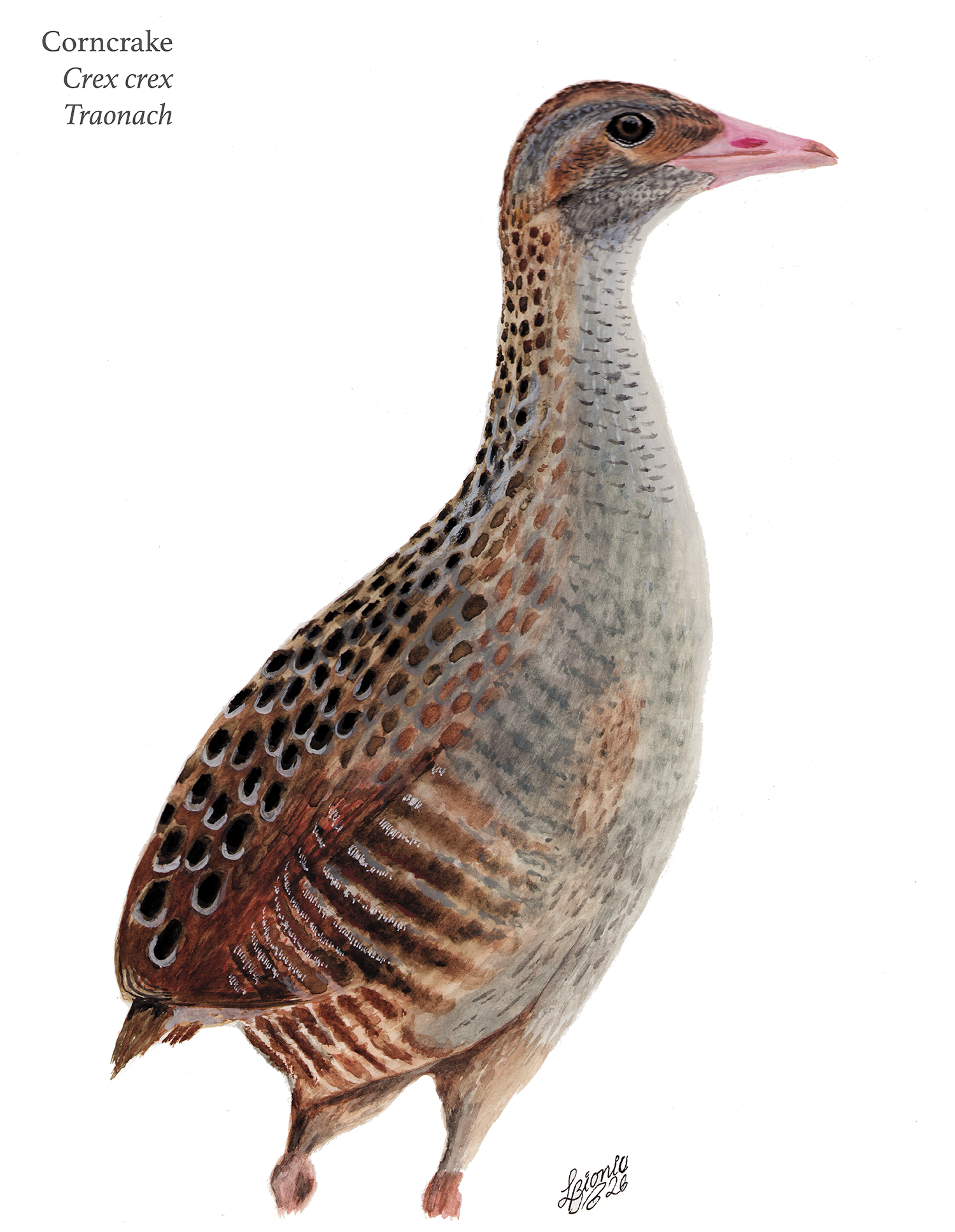 Corncrake