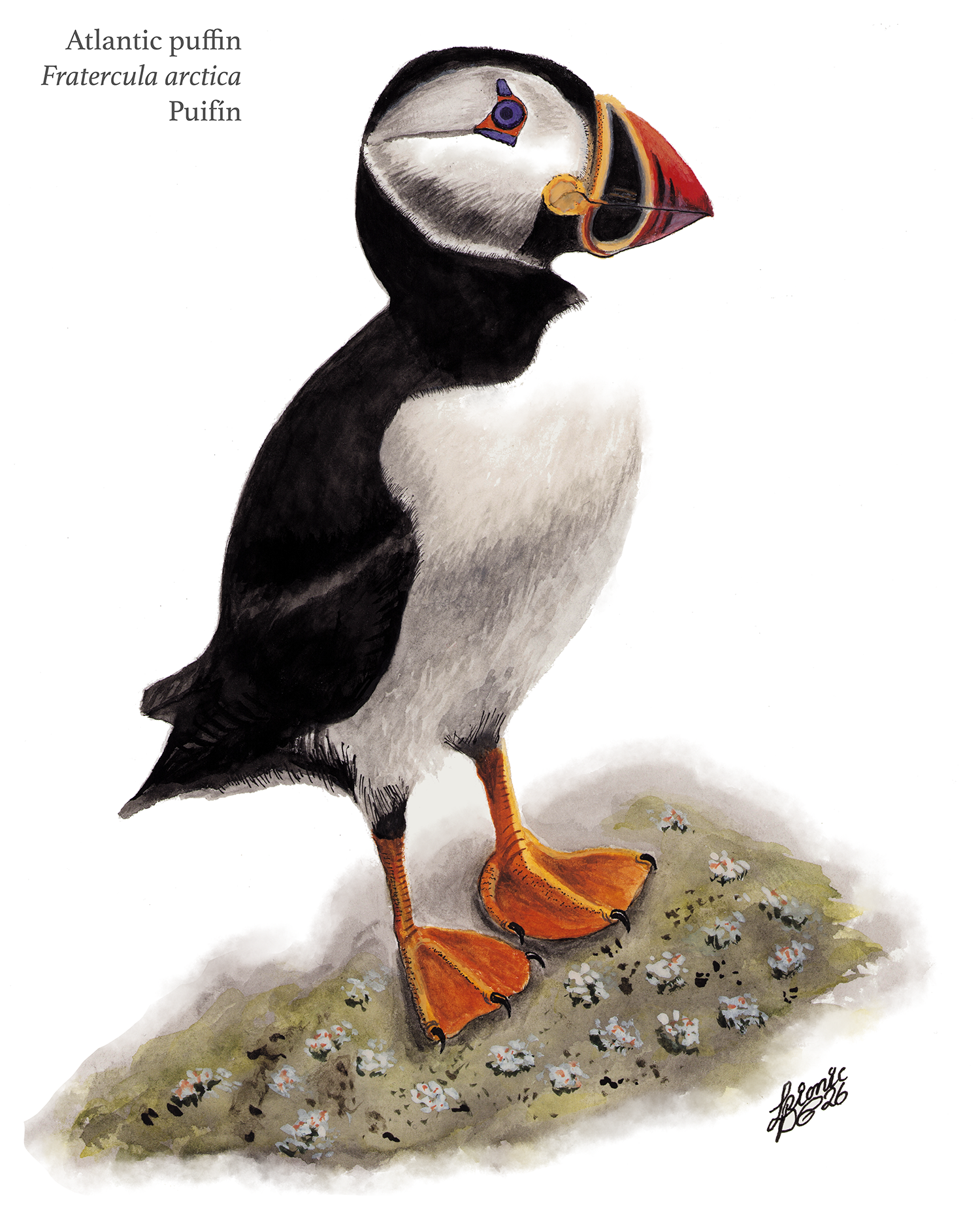 Puffin