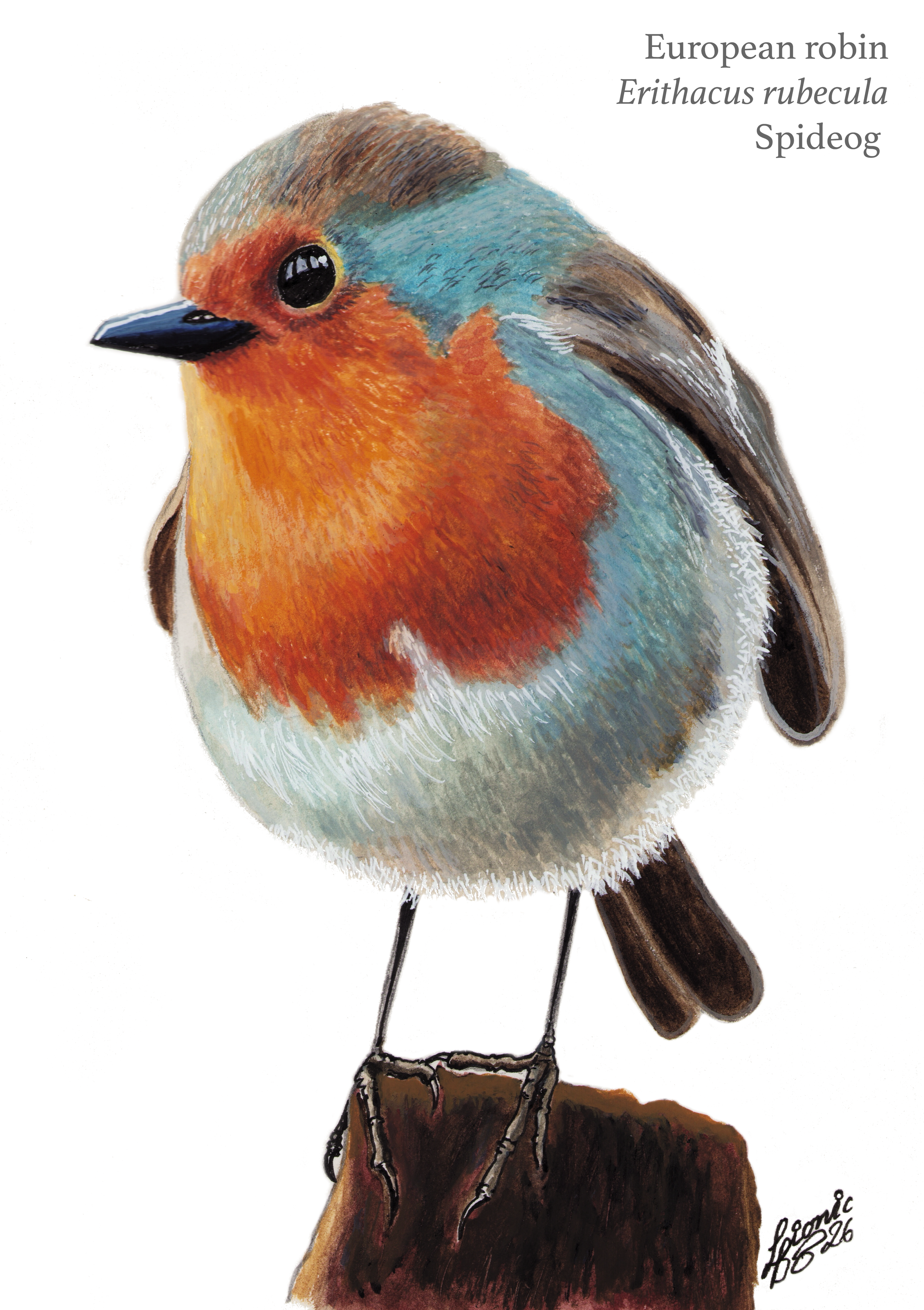 Robin