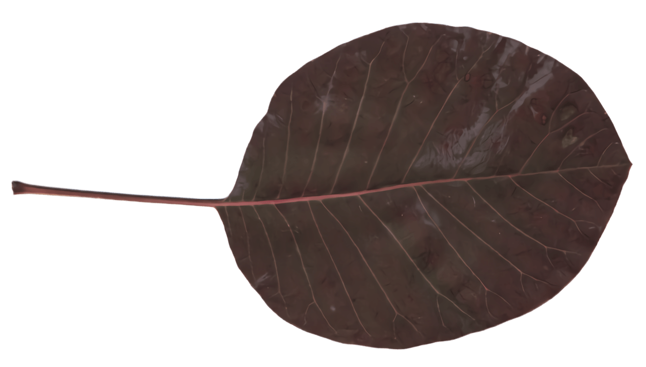 Brown Foliage in Norwalk, CT