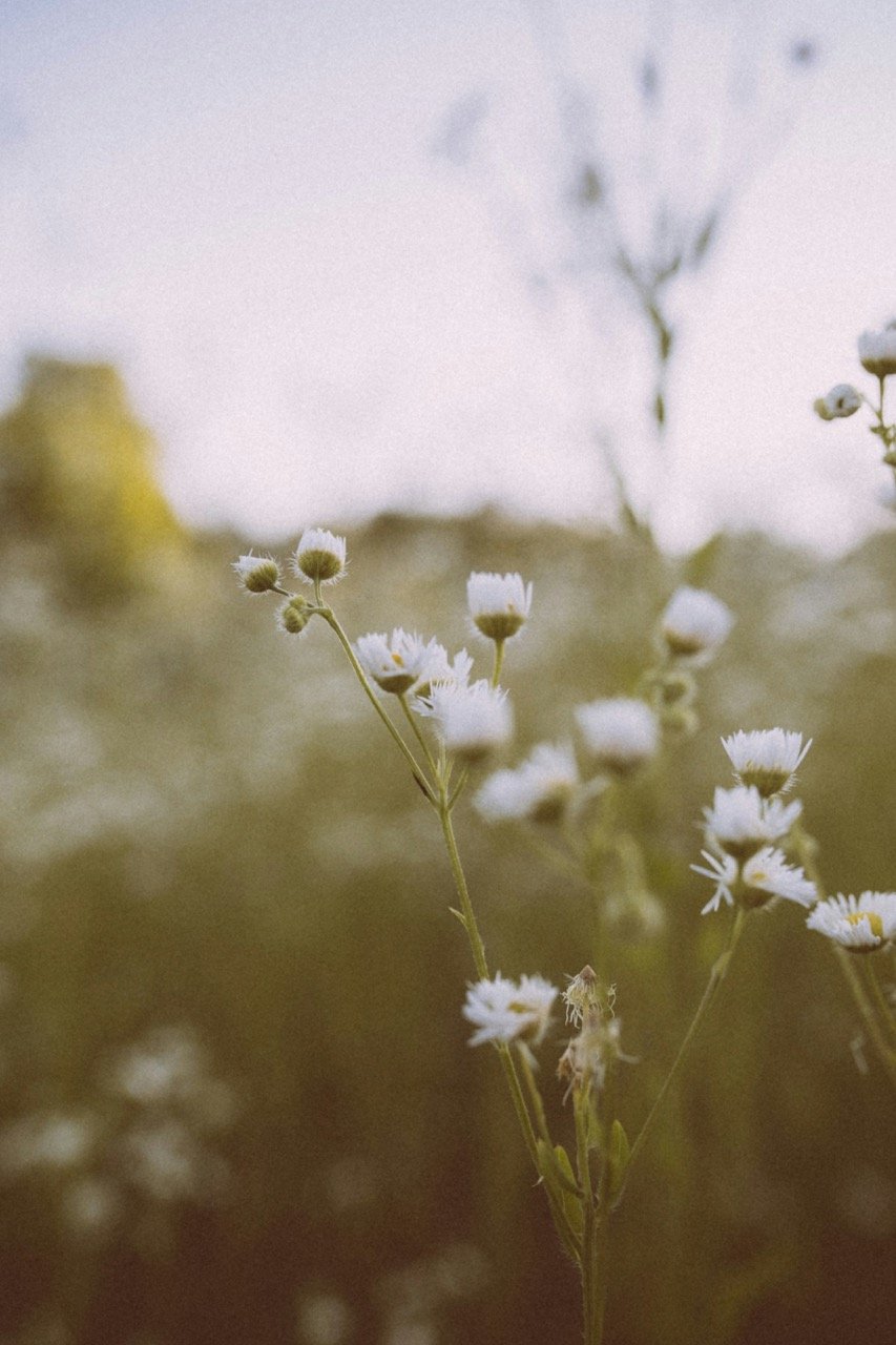 Field of flowers in Norwalk