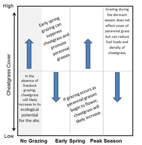 A chart showing the effects of grazing on cheatgrass cover across different seasons, with vertical arrows indicating increase or decrease in cheatgrass cover during early spring and dormant seasons.