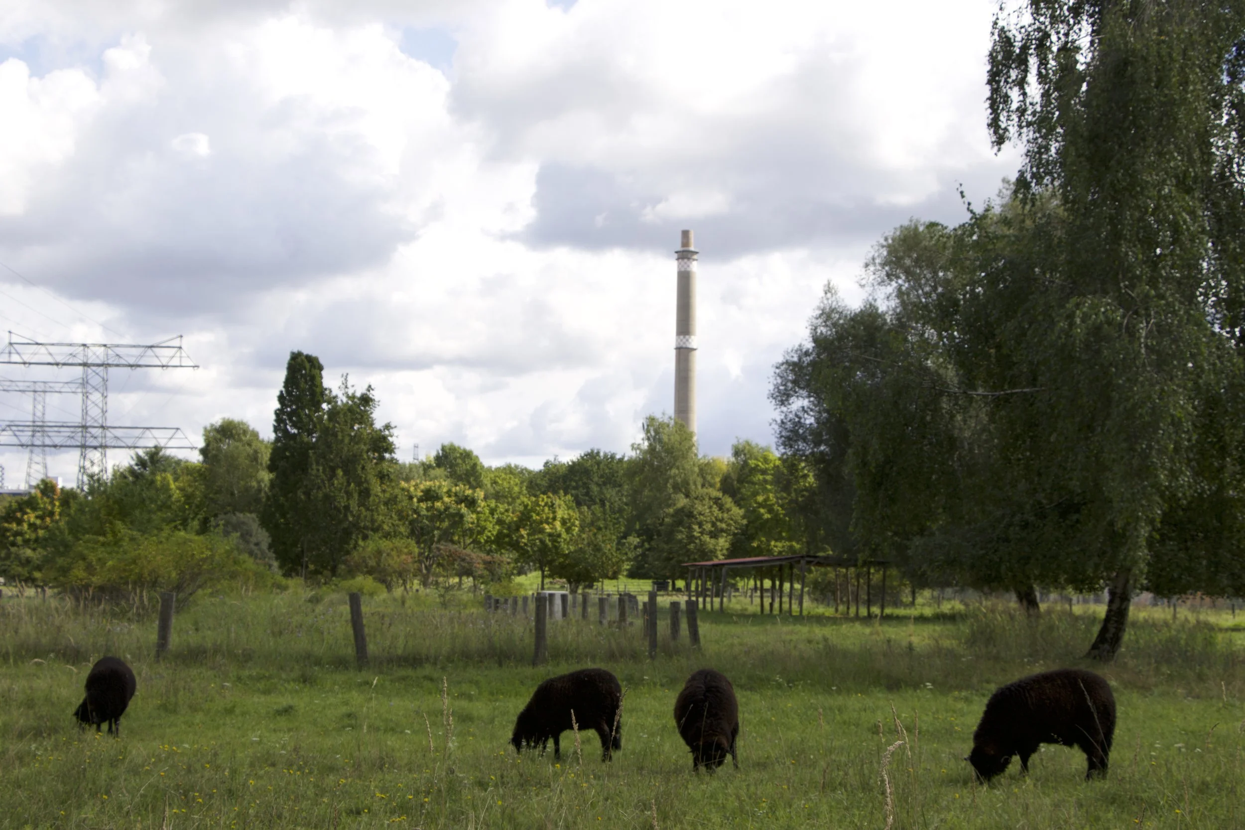 Sheep managing park grasses to minimize impact on protected lizards in Germany