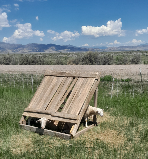 Sheep relaxing after a hard day of work
