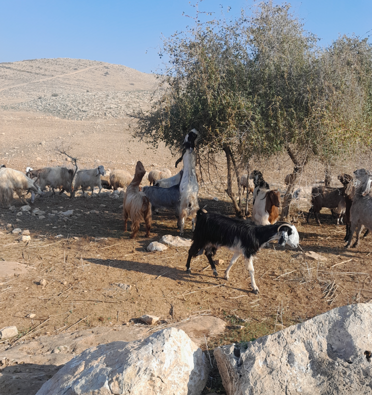 A flock of goats grazing and standing under a tree in a dry, rocky landscape with hills in the background.