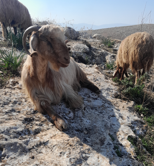 A goat lying on rocky ground with other goats grazing nearby in a dry, open landscape.
