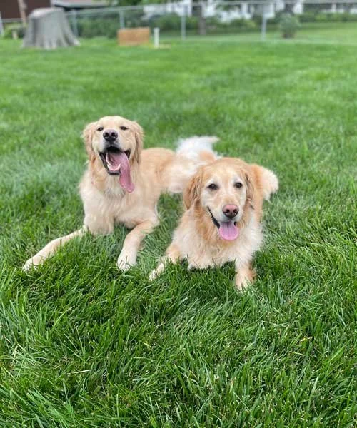 Rob Clarks dogs, Woody and Truman