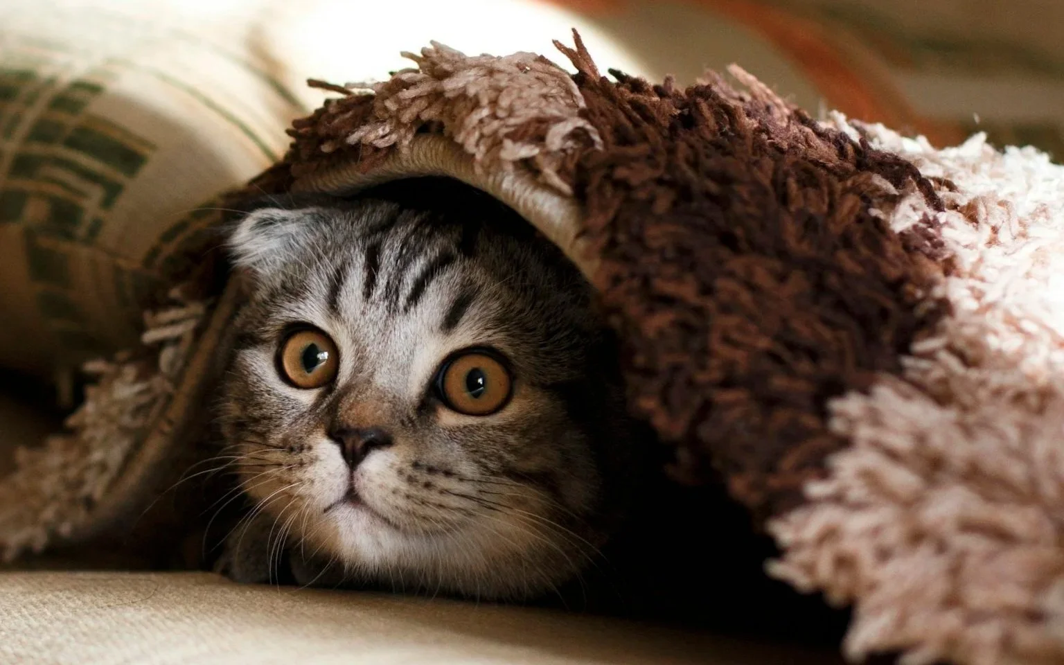 A grey tabby kitten with Big amber eyes hiding under a textured, brown and beige rug.