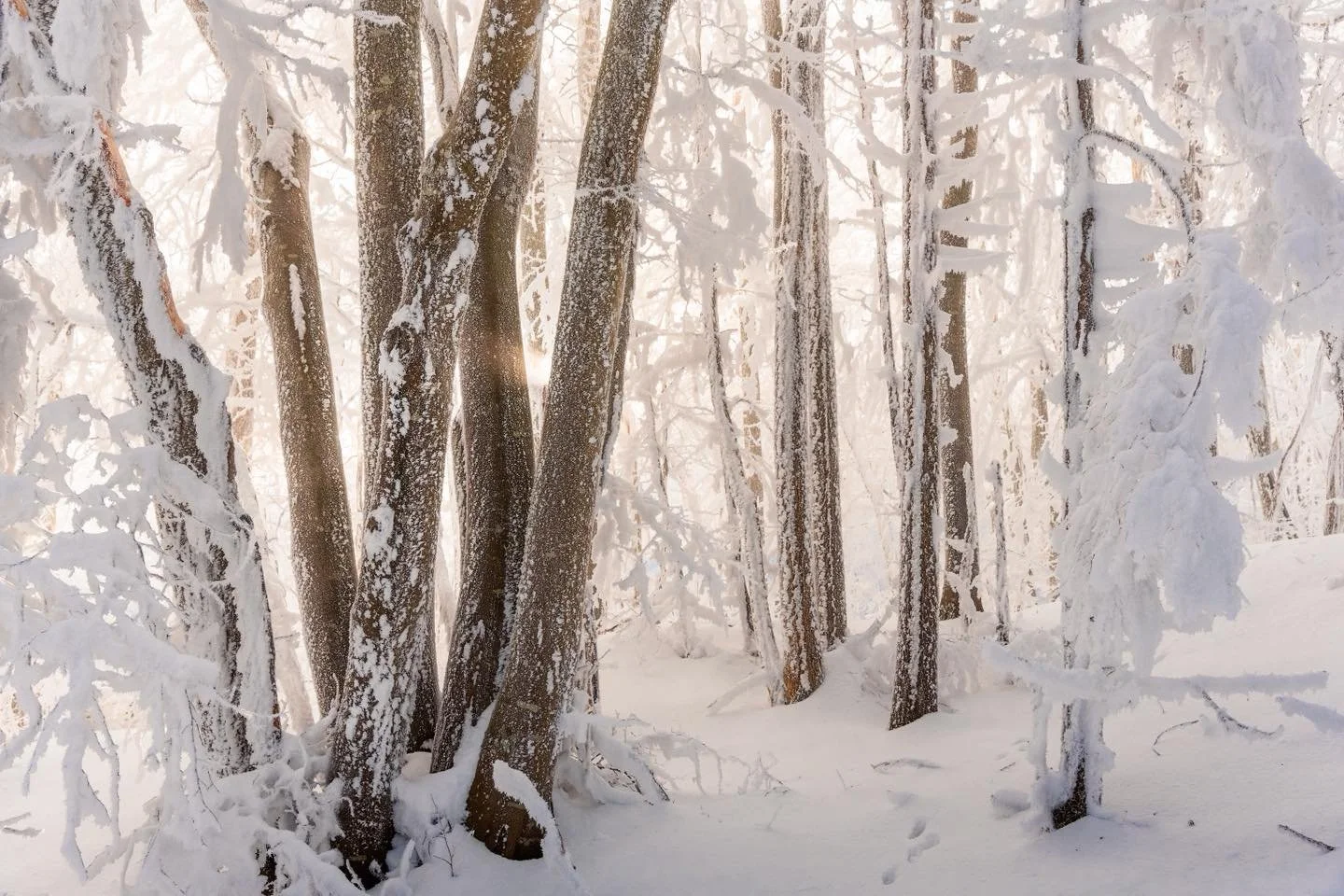 ❄️ Givre : costume &eacute;ph&eacute;m&egrave;re c&eacute;l&eacute;brant le vent froid venu du nord. 
.
Marcher dans une for&ecirc;t o&ugrave; les cristaux blancs se sont install&eacute;s c&rsquo;est s&rsquo;impr&eacute;gner de la beaut&eacute; d&rsq