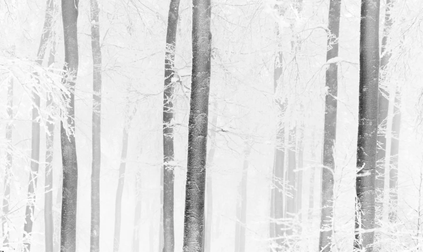 Jour blanc. Une balade o&ugrave; la terre et le ciel se confondent. 
.
. 
. 

#landscape_photography #tree_captures #alpscape #bnwphoto #nikonphoto #natgeoyourshot #frenchalps #abstraction #abstractphotography #explore_aura #alpslife