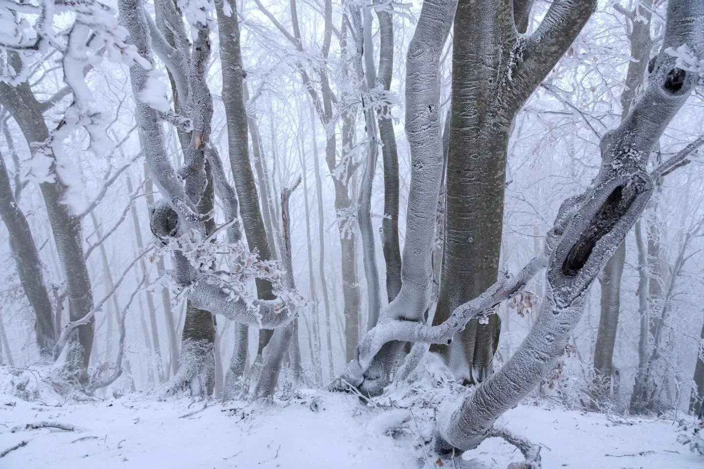 Le souffle du vent. 
Dans le silence de l&rsquo;hiver la h&ecirc;traie devient tableau de givre. Le vent s&rsquo;infiltre entre les troncs et fige les quelques feuilles orang&eacute;es, s&eacute;ch&eacute;es qui n&rsquo;ont pas succomb&eacute; au pas