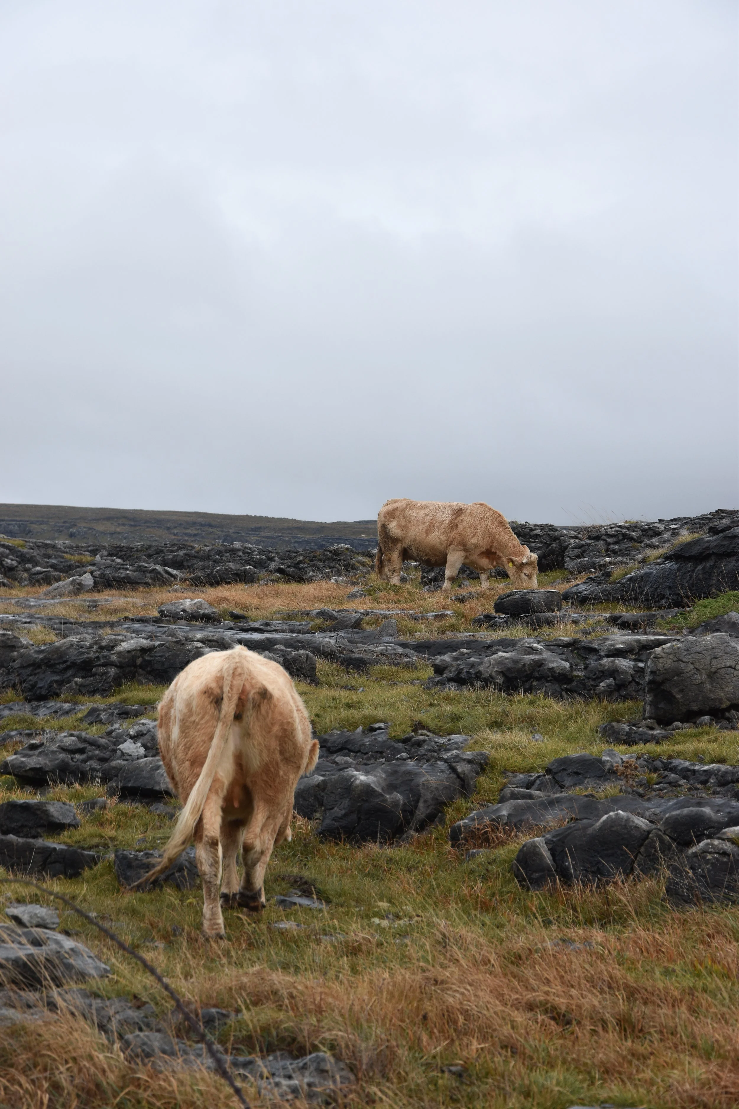 DSC_0146.jpg