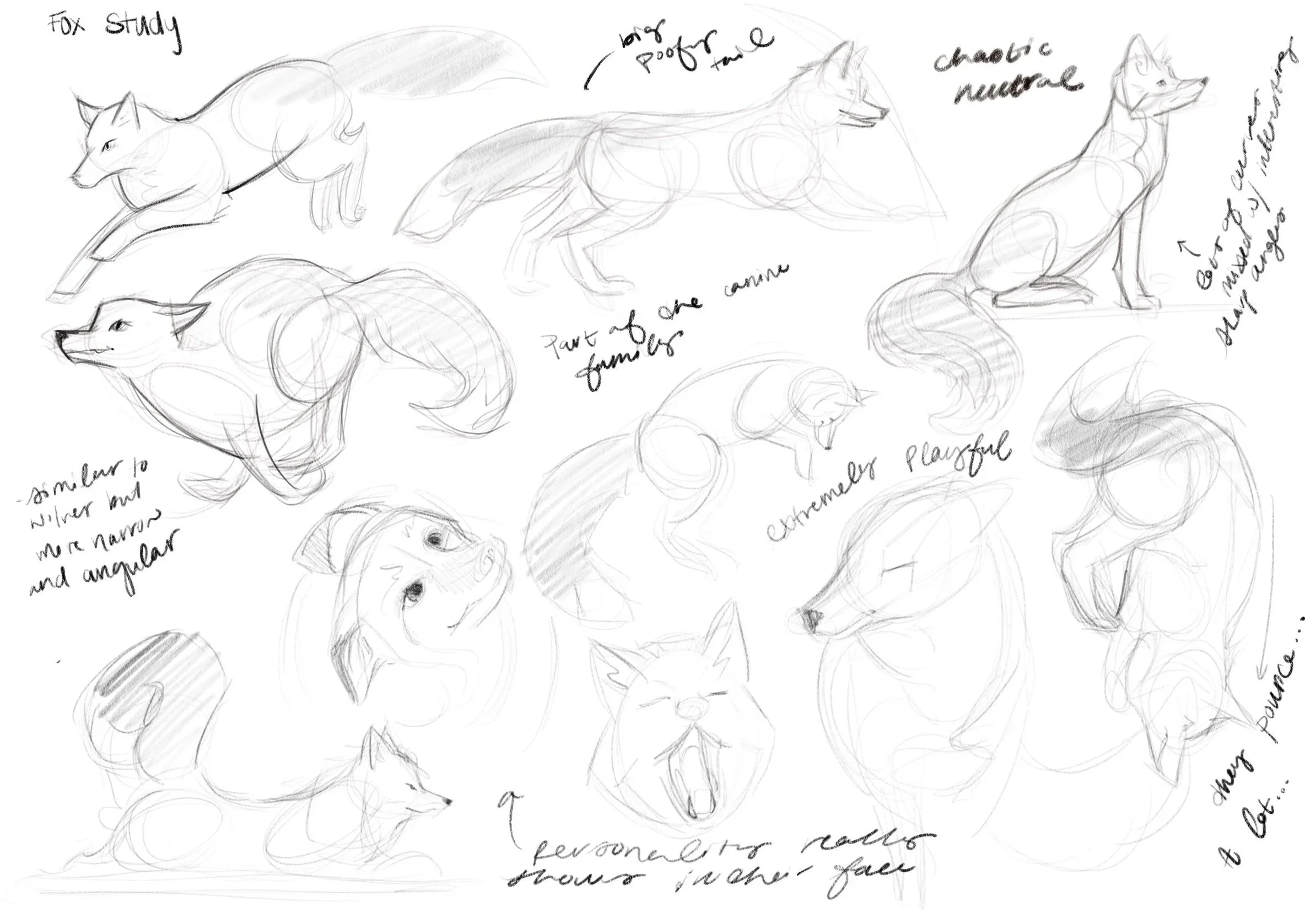 Sketches of a fox in various poses, with handwritten notes about fox anatomy and expressions. Some sketches include a full body, close-ups of the face, and different stances like playful, angry, and relaxed.