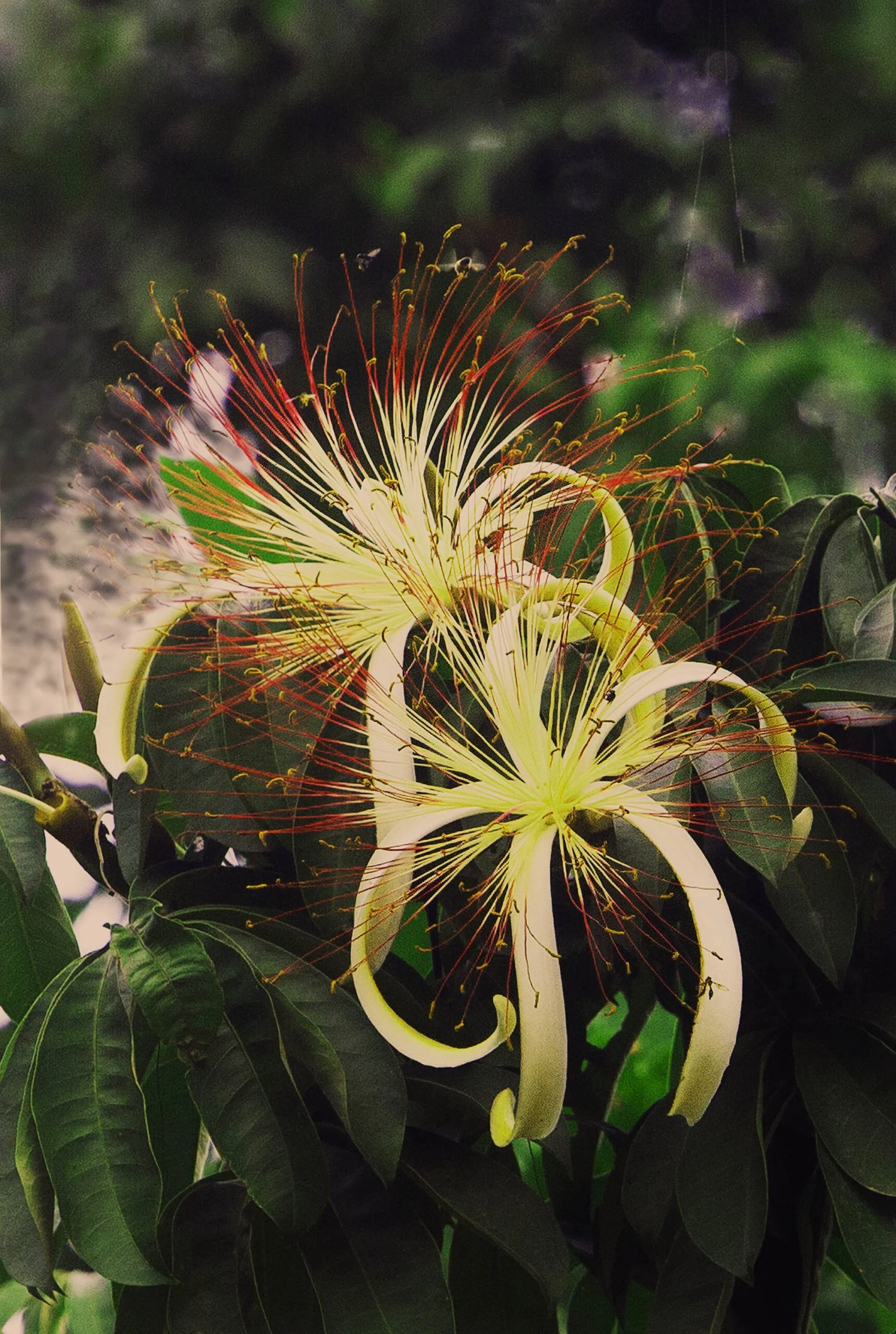 Pachira-aquatics-flower-H-David-Stein-1-scaled.jpg