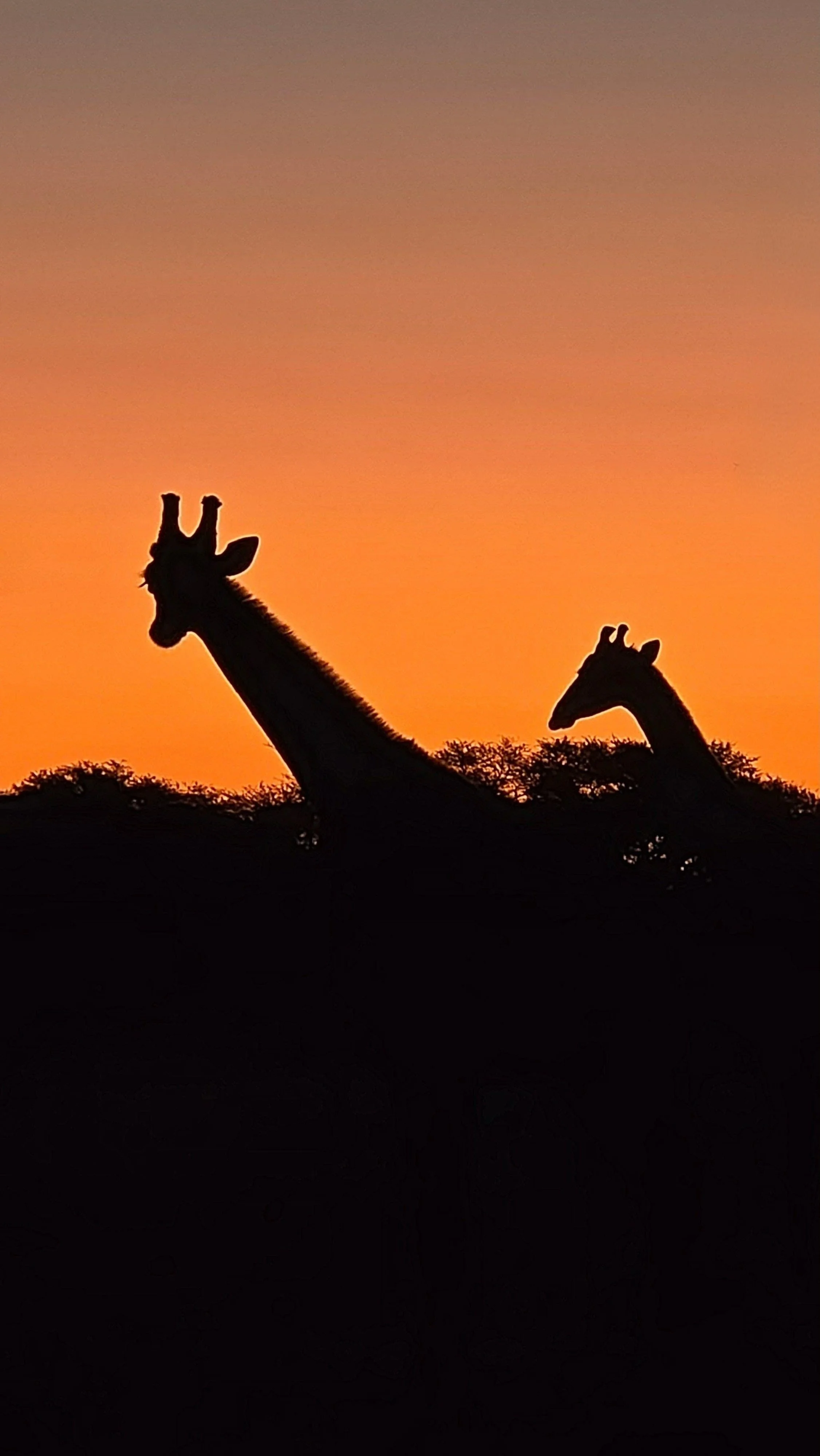 Giraffes in Silhouette by Brett Gorkin