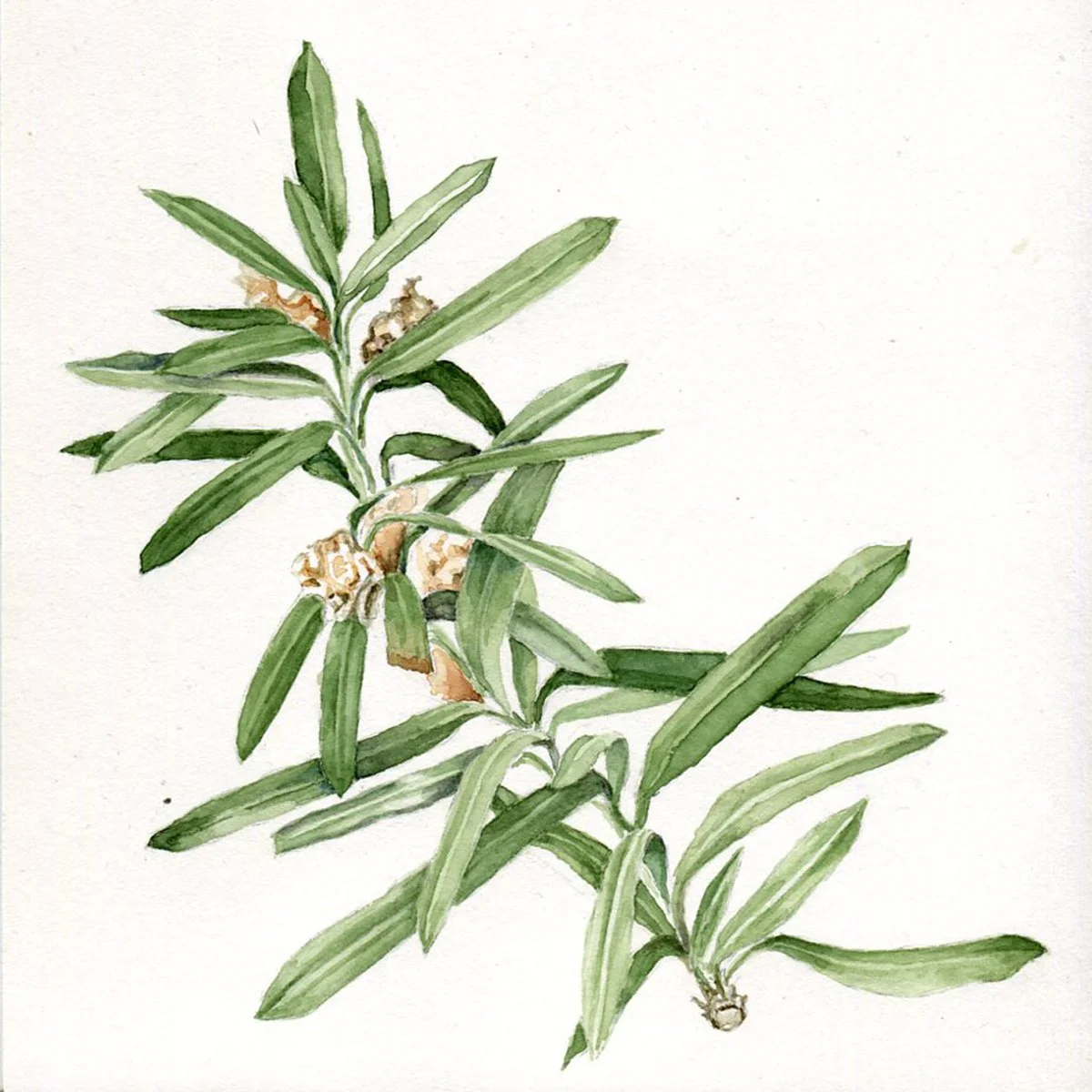 Alice_Kenny_Hew_Branch_6x6_106.jpg