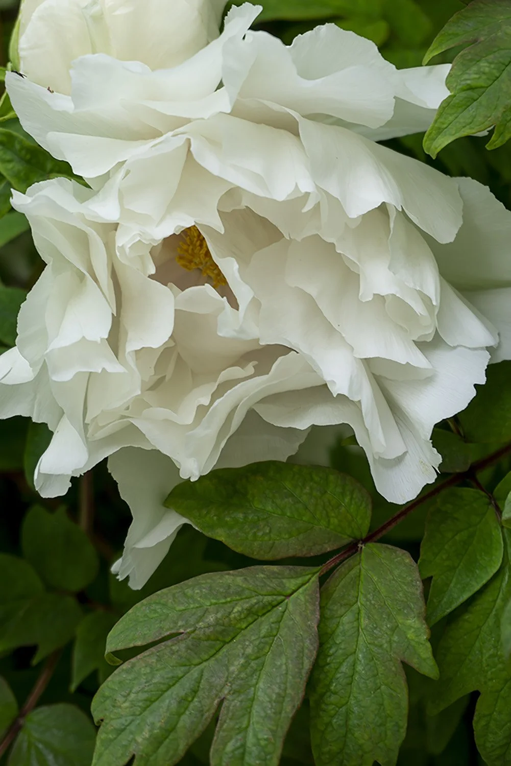 Blossom-Cycle-White-Bloom.jpg